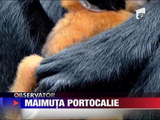 Maimuta portocalie