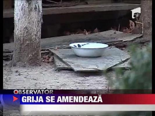 Primaria din Pitesti vrea sa curete strazile de animalele fara stapan