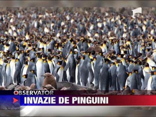 Invazie de pinguini pe insula St. George din Oceanul Atlantic