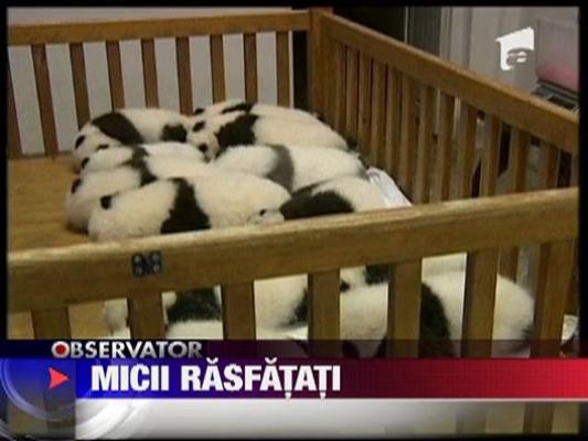 12 pui de panda la un centru de cercetare din China