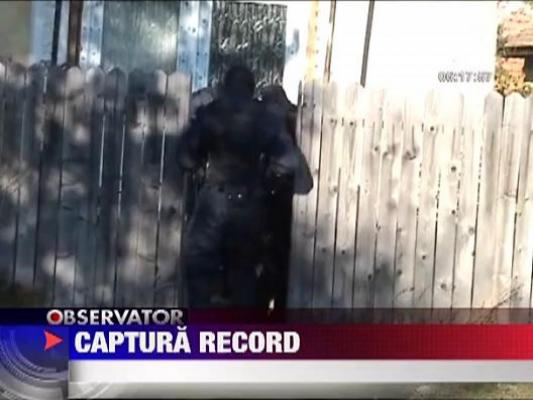 Captura record de cannabis in Mehedinti