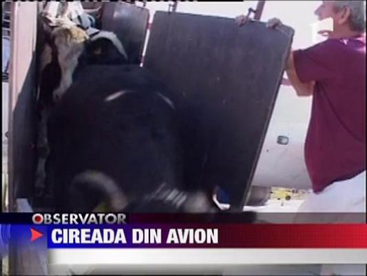 70 de vaci, aduse cu avionul in tara