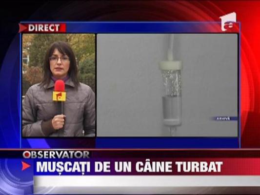 Copii muscati de un caine turbat