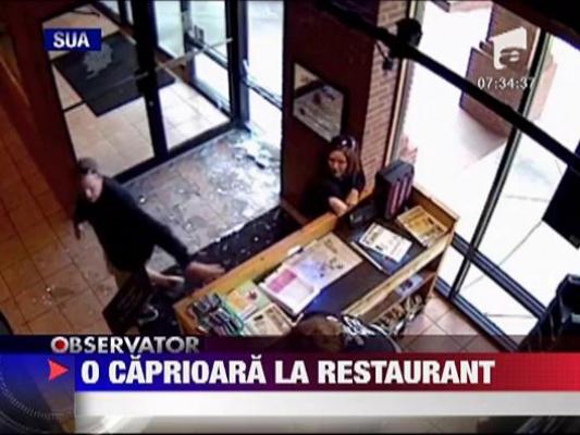 O caprioara a dat buzna intr-un restaurant din SUA