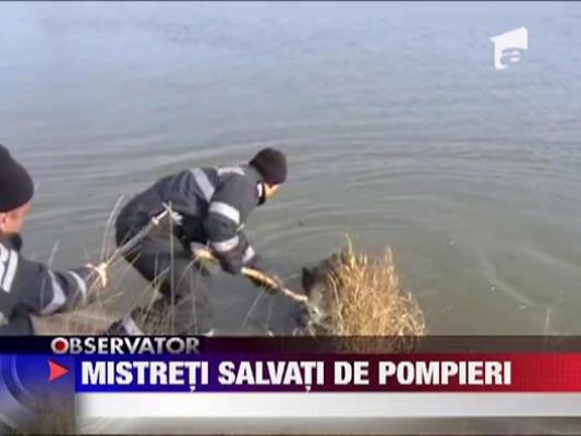 Mistreti salvati de pompieri