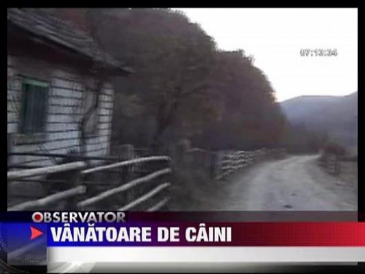 Caini vanati in Baia Mare