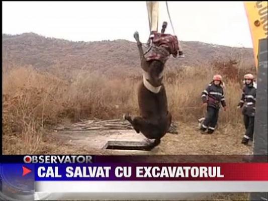 Cal salvat cu excavatorul