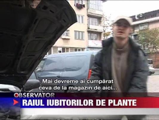 Raiul dealerilor de etnobotanice