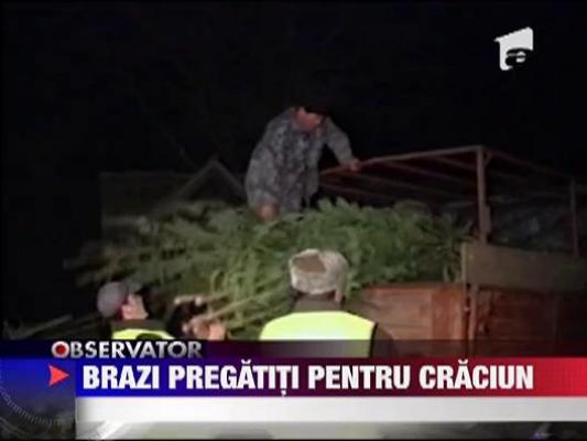 Brazi pregatiti pentru Craciun