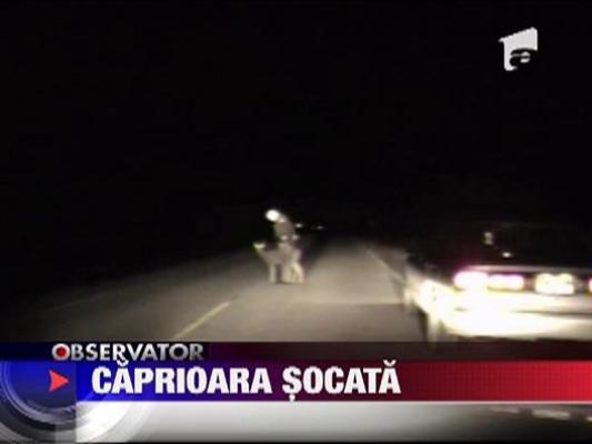 Caprioara in stare de soc