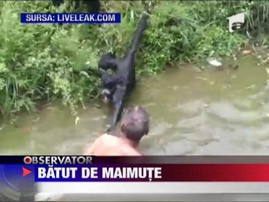 Batut de maimute