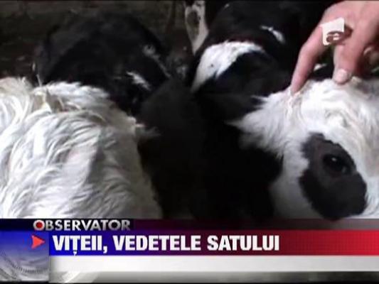 O vacuta a adus pe lume trei vitei