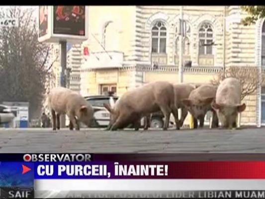 Protest cu purcei in Chisinau