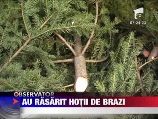 Au rasarit primii hoti de brazi de Craciun