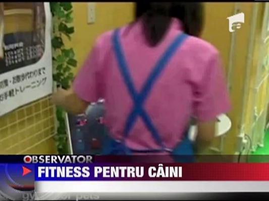 Fitness pentru caini
