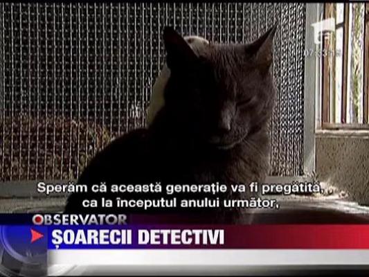 Cercetatorii columbieni au reusit sa antreneze soareci pentru a depista mine terestre