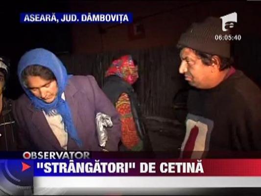 Au inceput furturile de brazi si cetina‎