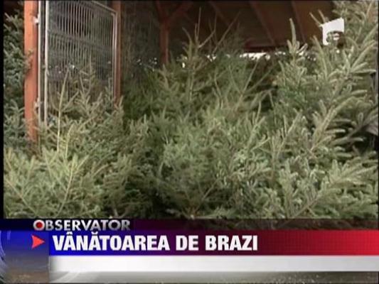 Vanatoarea de brazi