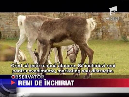 Reni de inchiriat
