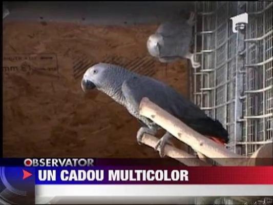 Papagalii, un cadou multicolor