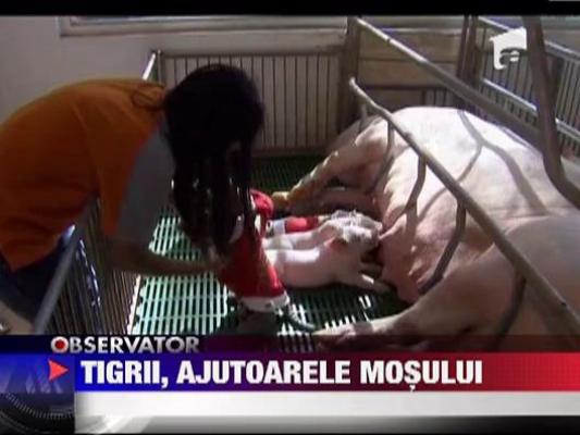 Pui de tigru imbracati in Mos Craciun