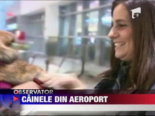 Caine parasit in aeroport