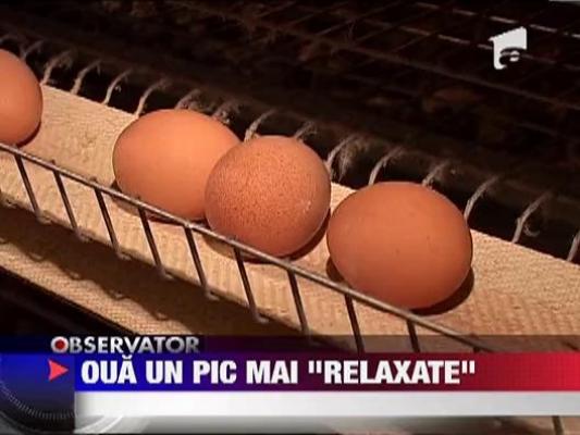 Ouale de gaini stresate, interzise in Romania ‎