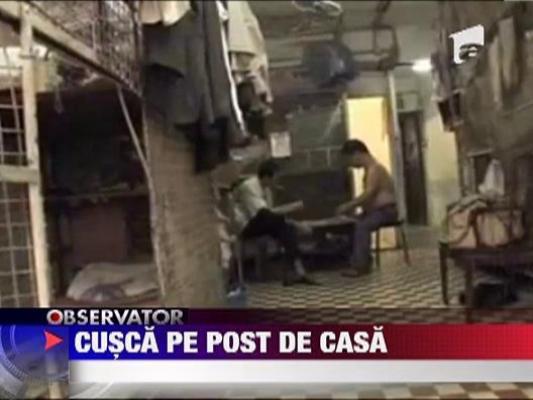 Hong Kong: oamenii traiesc in CUSTI pentru iepuri, contra cost!