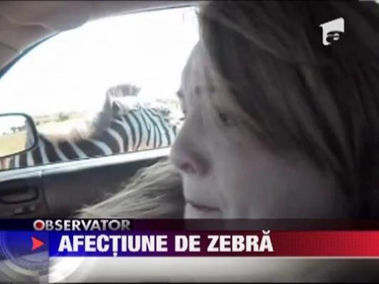 Turista atacata de zebra