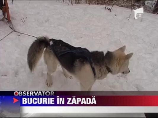 Zapada i-a facut fericiti pe cateii de sanie din Harghita
