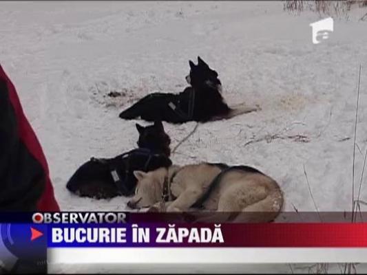 Zapada i-a facut fericiti pe cateii de sanie