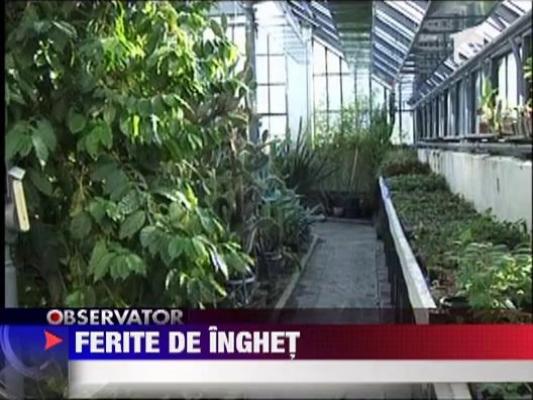 Plantele de la Gradina Botanica din Cluj, ferite de inghet