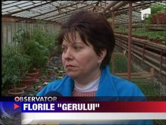 Florile, gata pentru a fi plantate in parcuri