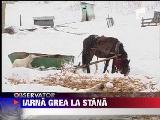 Iarna grea pentru ciobani