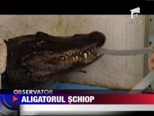 Cel mai batran aligator din lume nu mai are un picior