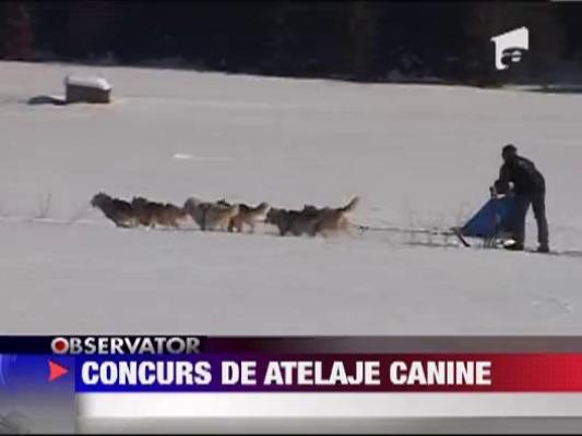 Concurs cu sanii trase de caini in Harghita