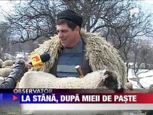 Ciobanii se lauda cu miei de toata frumusetea