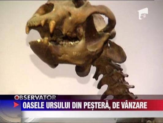 Doua schelete de urs de pestera din Romania, scose la licitatie pe internet