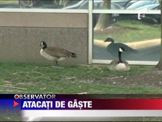 Atacati de gaste salbatice