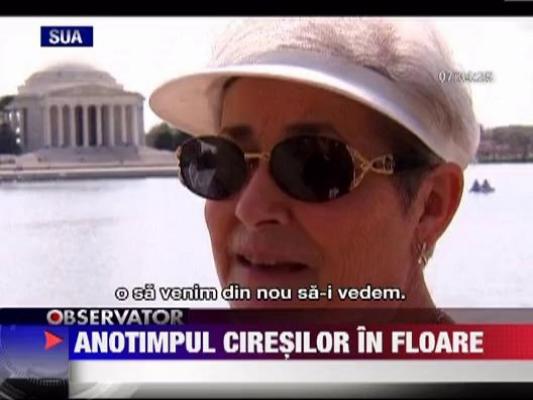 Anotimpul ciresilor in floare