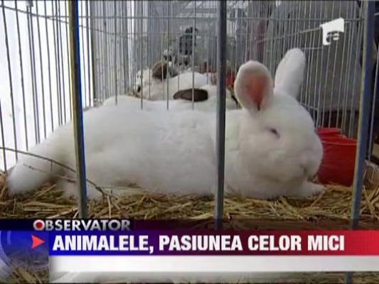 Expozitie de animale