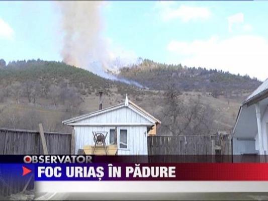 Foc urias in padure