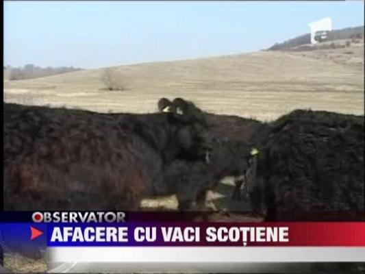 Afacere cu vaci scotiene