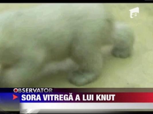 Sora vitrega a lui Knut