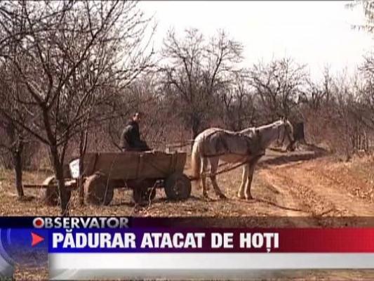 Padurar atacat de hotii de lemne