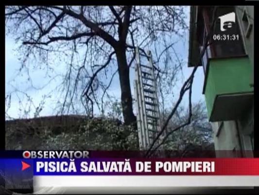 Pisica salvata de pompieri, in Resita