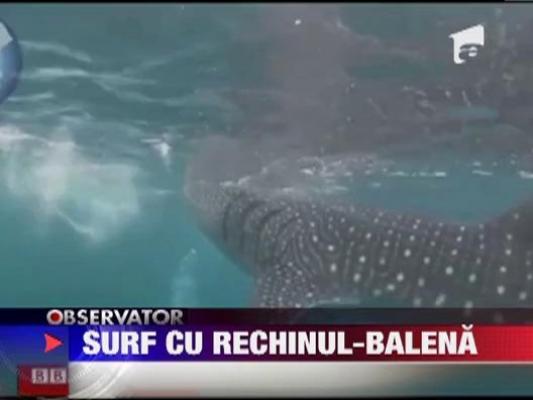 Surf pe spatele unui rechin-balena!