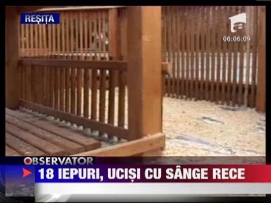 Iepuri ucisi cu bestialitate