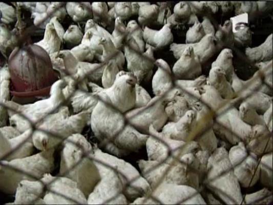 Gaina care naste pui vii exista