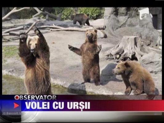 Volei cu ursii